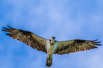osprey in flight
