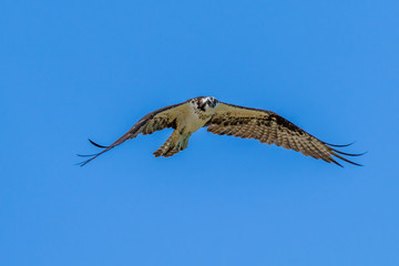 osprey in flight