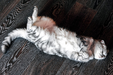 Cat lies on its back