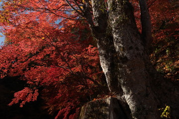 永源寺の紅葉