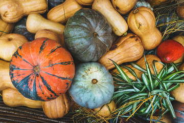 Rustic vintage background with many different pumpkins. Harvest pumpkins of different sizes, sort, varieties and colors on fresh grass. Thanksgiving Day concept 