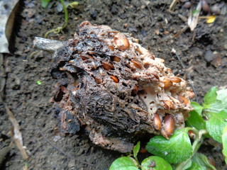 Rotten soursop (Annona muricata L.) in the nature background