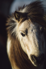 White horse head portrait with long hair