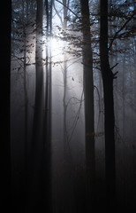 Fototapeta premium Nebelwald