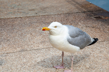 Seagull bird walking, Thanet coast