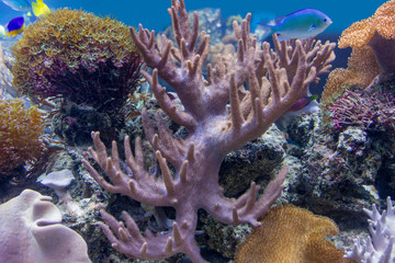 coral reef scenery