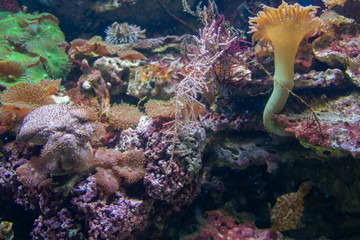 coral reef scenery