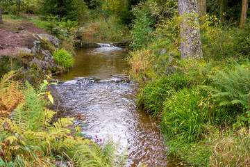 small creek in the Vosges mountains