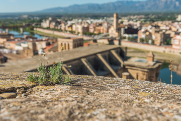 Green plant growing on a building, the Cathedral Tortosa behind, Catalonia, Tarragona, Spain. With selective focus.