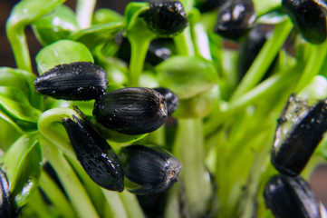 Grow sunflower seeds green and black