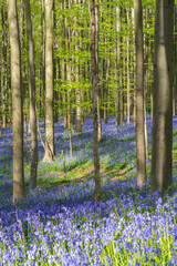 Fototapeta na wymiar Beautiful forest in spring time with wild flower carpet. Hallerbos, Belgium