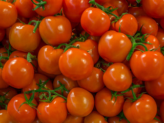 Lots of red tomatoes on green branches