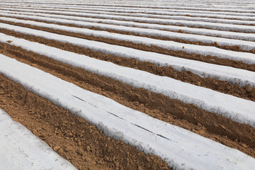 Potato planting covered with plastic film