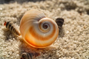 Muscheln im Abendlicht