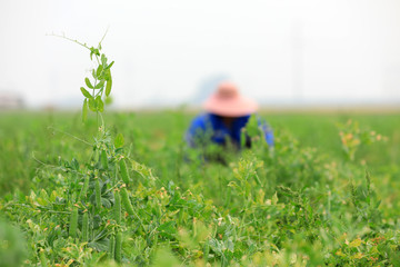 Farmers are harvesting peas in the fields, Luannan County, Hebei Province, China