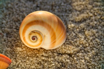 Muscheln im Abendlicht