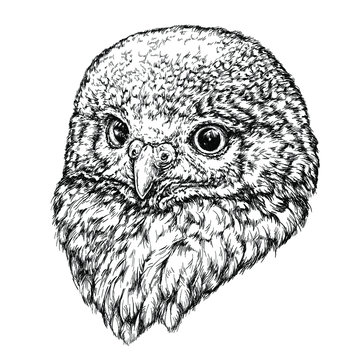 Hand Drawn illustration of Owl. Vector illustration