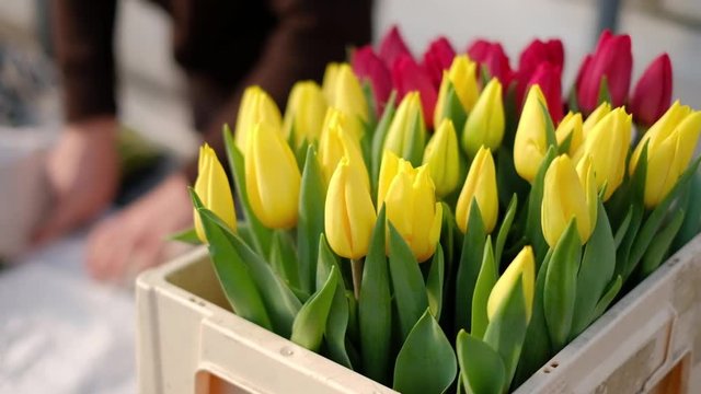 Florists in a greenhouse collect bouquets of tulips for delivery