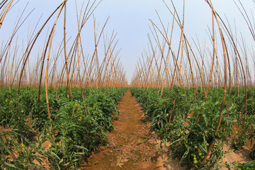 Tomatoes are grown in fields, North China