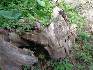 Obraz premium Close up wood beam on the nature background