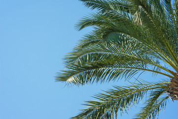 Plakat Green palm leaves against a clear blue sky. Traveling background concept. Coconut palm tree branches. Health, environmental friendliness and a clean environment for life.