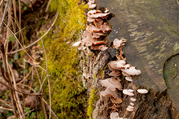 bracket fungi growing on a tree stump