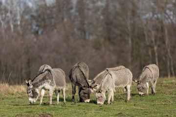 Eine Herde Esel auf der Weide