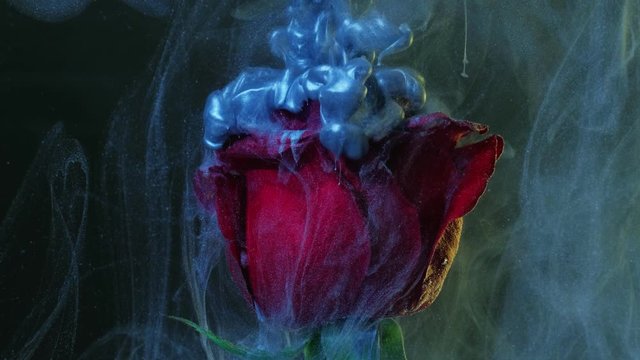 Flower ink splash. Surreal beauty. Faded denim blue glitter vapor motion over red rose petals.