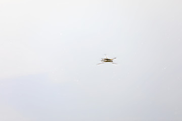 Mythidae insects on the water surface