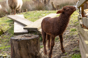 Lamm eines Coburger Fuchsschafs