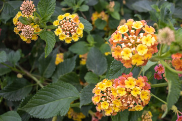 Blooming yellow lantana flowers on green bushes
