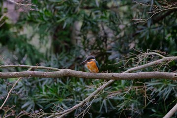 kingfisher on branch