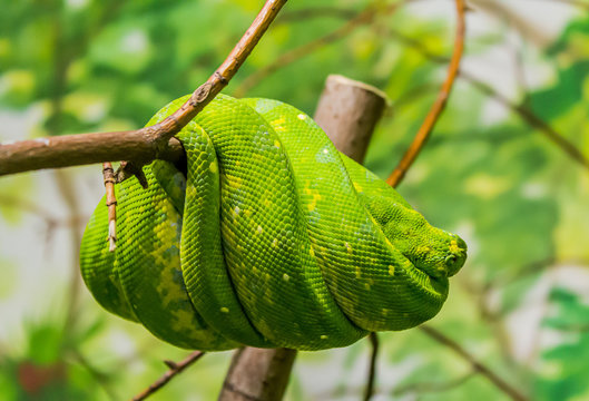 Sleeping Snake On Tree