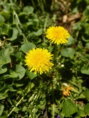 Dandelion in Green Grass