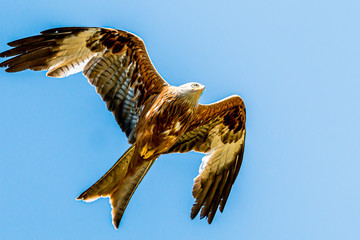 eagle in flight