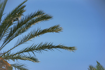 Naklejka na ściany i meble Green palm leaves against a clear blue sky. Traveling background concept. Coconut palm tree branches. Health, environmental friendliness and a clean environment for life.