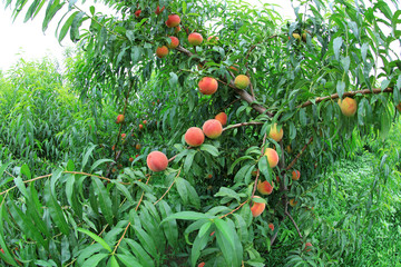 Fresh peaches grow on peach trees