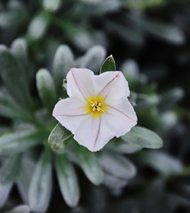 Blüte einer Silberwinde (Convolvulus cneorum)