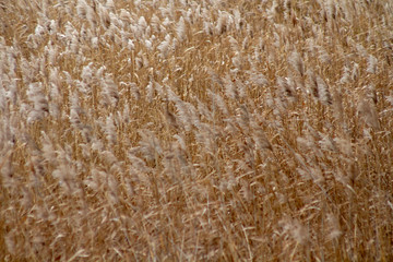 Yellow dry reeds. Close up.
