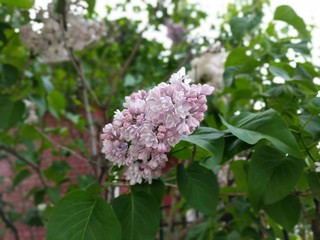 Lilac Flowers and Leaves