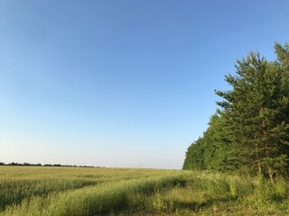trees in the field