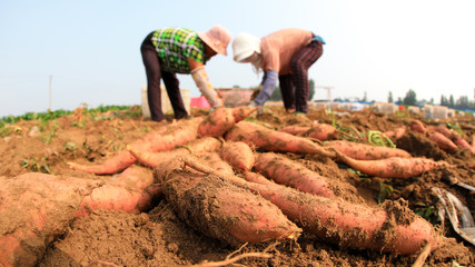Farmers harvest sweet potato on a farm in Luannan County, Hebei Province, China.