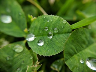 Clover Drops
