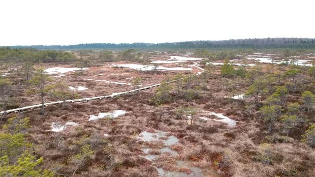 swamp bog flying view with orange ground and green pines
