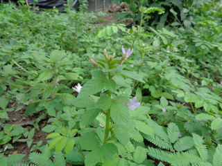 Close up shot Cleome rutidosperma (fringed spider flower) in the garden with nature background. Cleome rutidosperma (fringed spider flower) also known as weed
