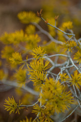 yellow branch in a swamp