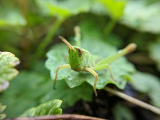 Grasshopper on a Leaf