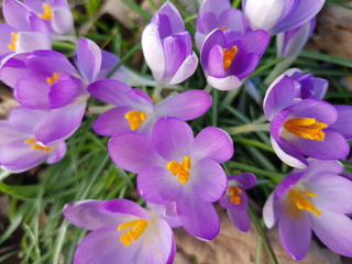 crocus in spring