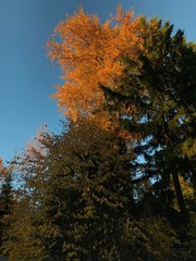 trees in autumn