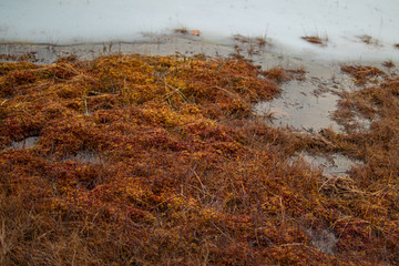 orange peat in a swamp with ice
